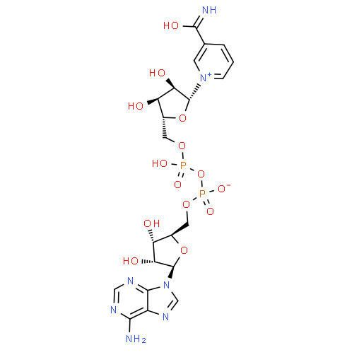 High purity 99% Nicotinamide adenine dinucleotide (NAD) NADH powder CAS 53-84-9 with low price