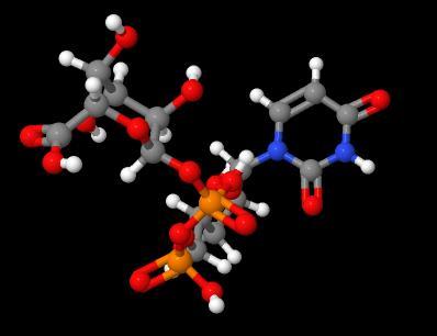High quality udp-glucuronic acid CAS 2616-64-0 with best price