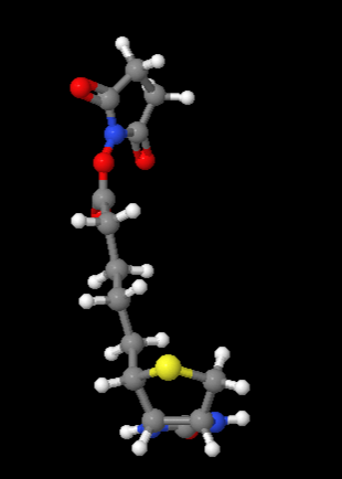 Best selling (+)-Biotin N-hydroxysuccinimide ester cas 35013-72-0