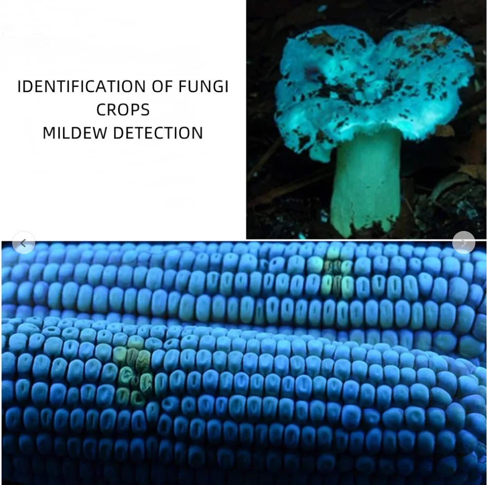 UV 365nm Mini Flashlight, Jewelry Identification keychain torch for Pet Care Scorpion Banknote Fluorescent Detection Light