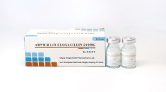 Amoxycillin Powder for injection