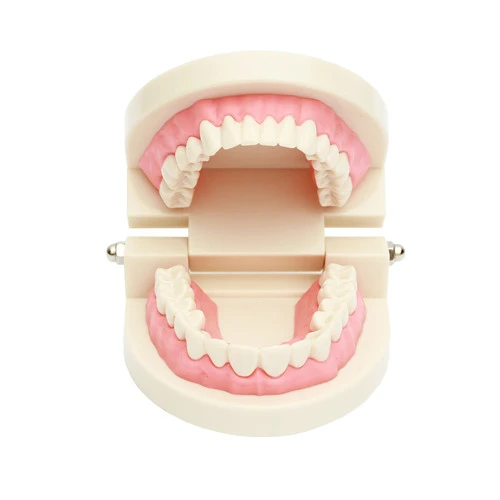 ****Dental Teach Study Adult Standard Typodont Demonstration Teeth Model