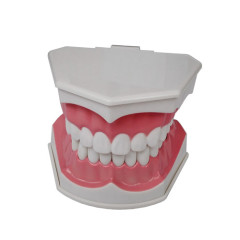 Dental Teeth Teaching Model TDS Colgate