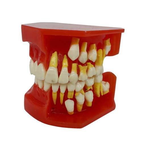 ****Dental Deciduous Teeth Permanent Tooth Alternate Demonstration Study Teach Model