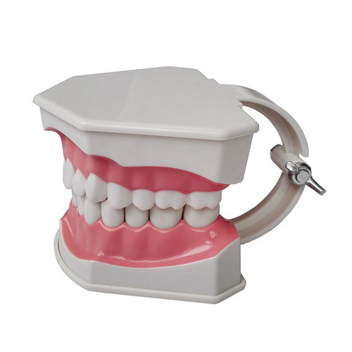 ****Dental Teeth Teaching Model TDS Colgate