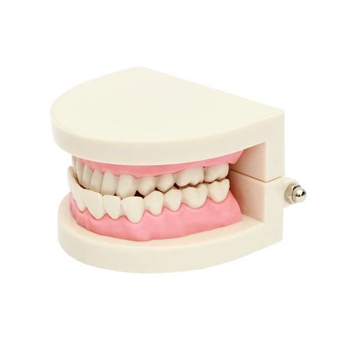 ****Dental Teach Study Adult Standard Typodont Demonstration Teeth Model