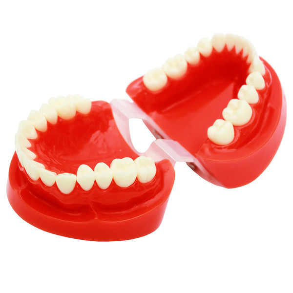 ****Dental Standard Teeth Tooth Model Anatomy Anatomical Denture #1