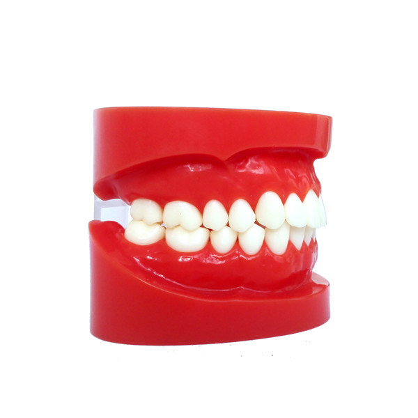 ****Dental Standard Teeth Tooth Model Anatomy Anatomical Denture #1