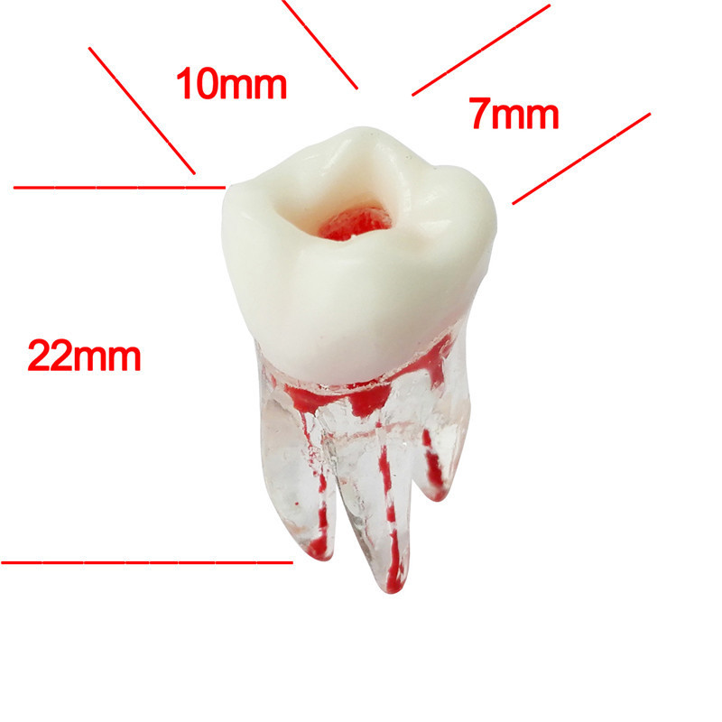 ****5 Pcs Dental Crystal Base Hard Plastic Teeth Tooth Molar Model Dentistry