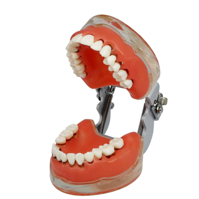 Dental Teeth Model Study Teach Standard Typodont Model with Removable Teeth