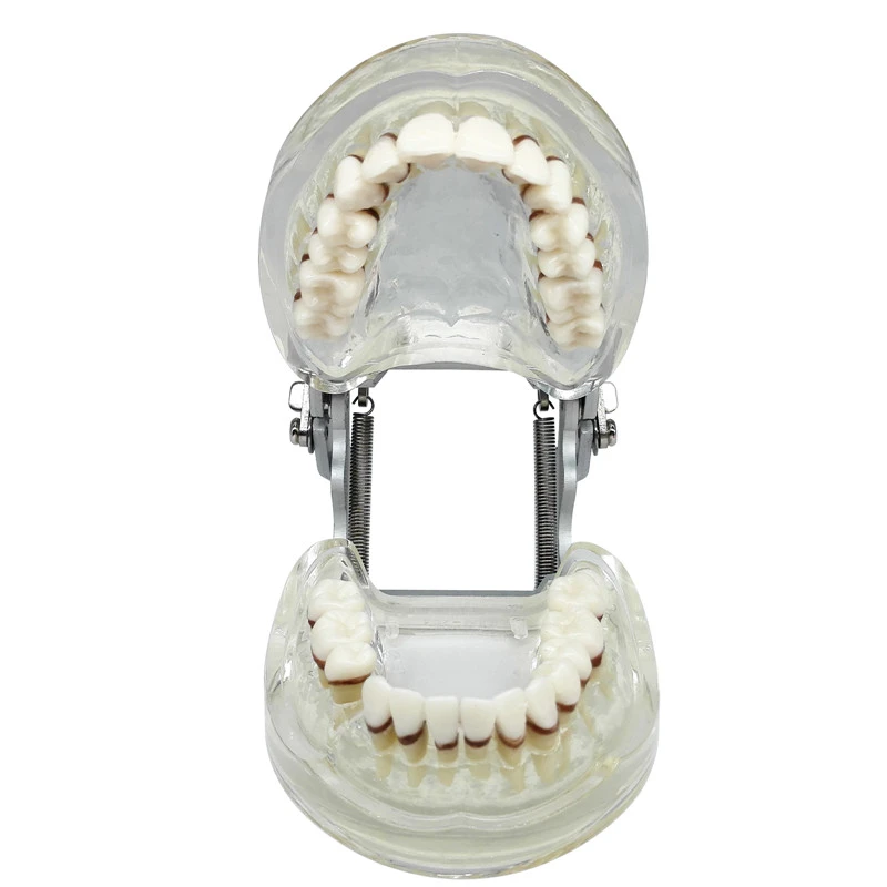 ****Dental Teeth Model Study Teach Standard Typodont Model with Removable Teeth