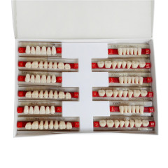 Dental Acrylic Resin Denture Teeth Color Upper Lower Shade A2 A3