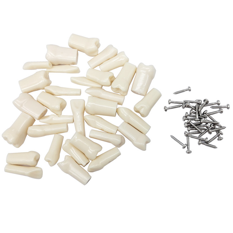 ****Dental Typodont Model Replacement 32 Screw-in Teeth for kilgore Nissin 200