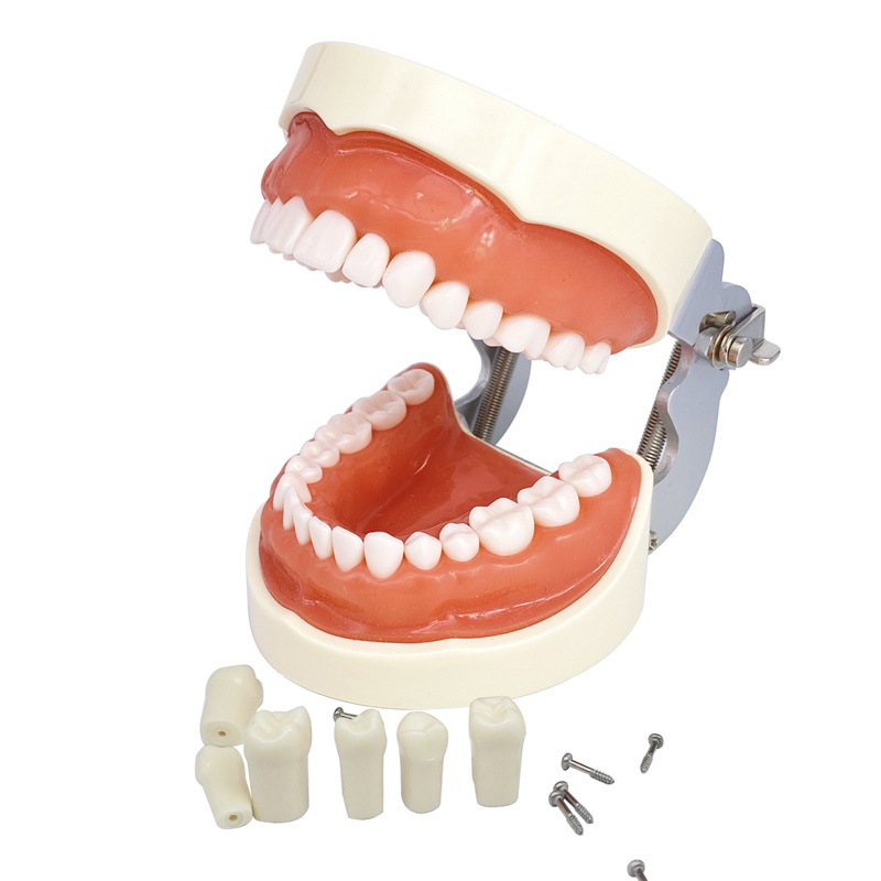 ****Dental Removerable Teeth Model Compatible with KILGORE NISSIN Typodont