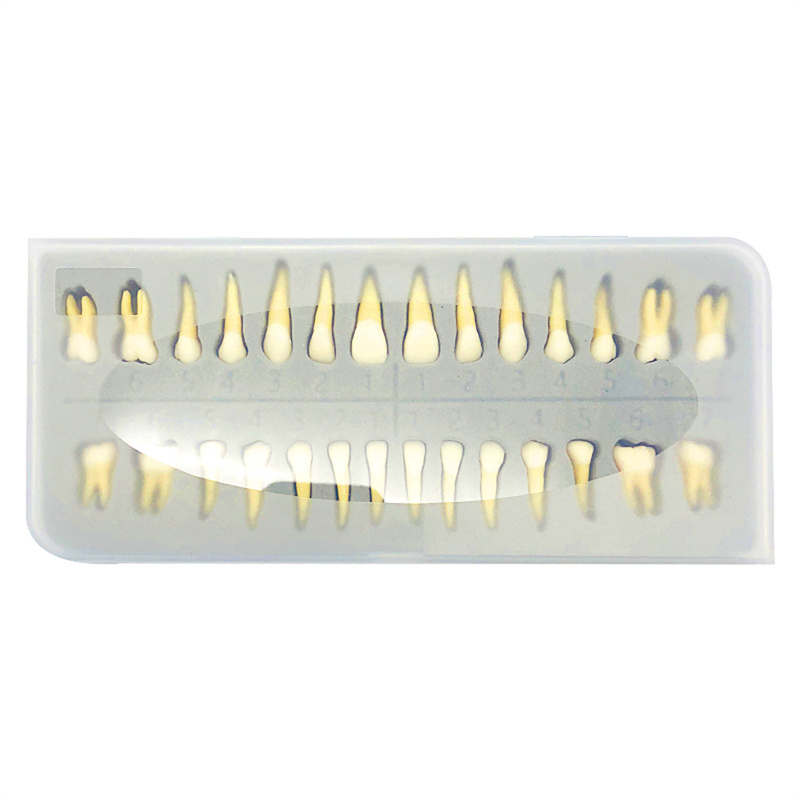 Dental Typodont Standard Model 28Pcs Removable Teeth Soft Simulation Cheek