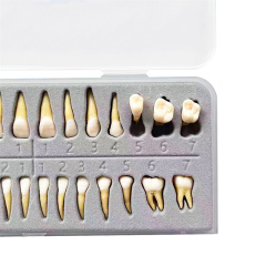 Dental Typodont Standard Model 28Pcs Removable Teeth Soft Simulation Cheek