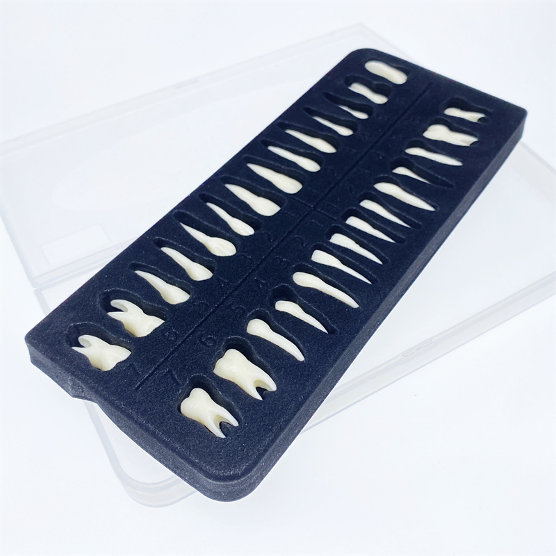Dental Permanent Resin Teeth Model Discrete Tooth Model with Root Simulation