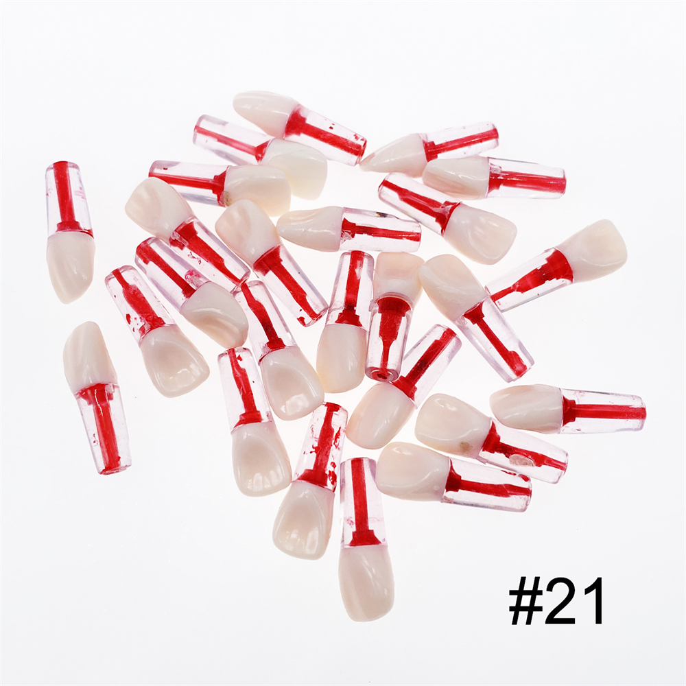 10Pcs Dental Endo Root Canal Teeth Model Study RCT Practice Typodont Model