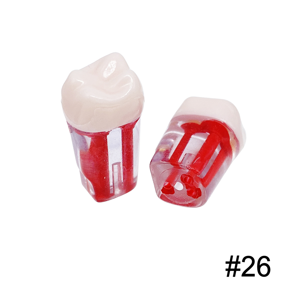 10Pcs Dental Endo Root Canal Teeth Model Study RCT Practice Typodont Model