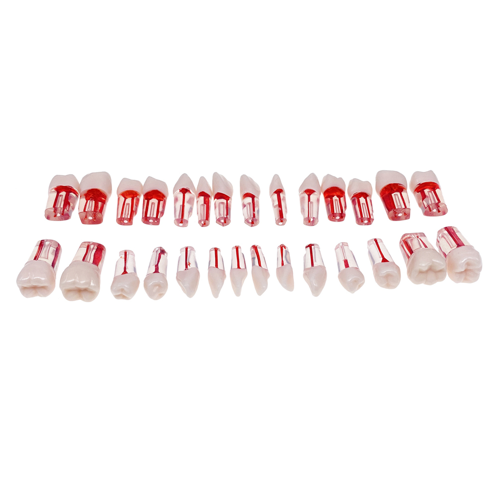 28Pcs/Set Dental Endo Root Canal Endodontic Teeth Teach Model Resin Study Tooth