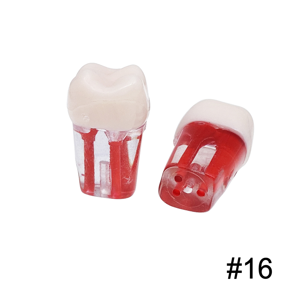 10Pcs Dental Endo Root Canal Teeth Model Study RCT Practice Typodont Model