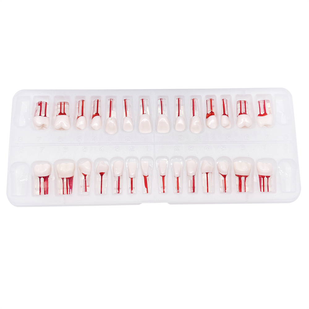 28Pcs/Set Dental Endo Root Canal Endodontic Teeth Teach Model Resin Study Tooth
