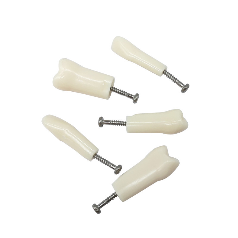 ****Dental Typodont Model Replacement 32 Screw-in Teeth for kilgore Nissin 200