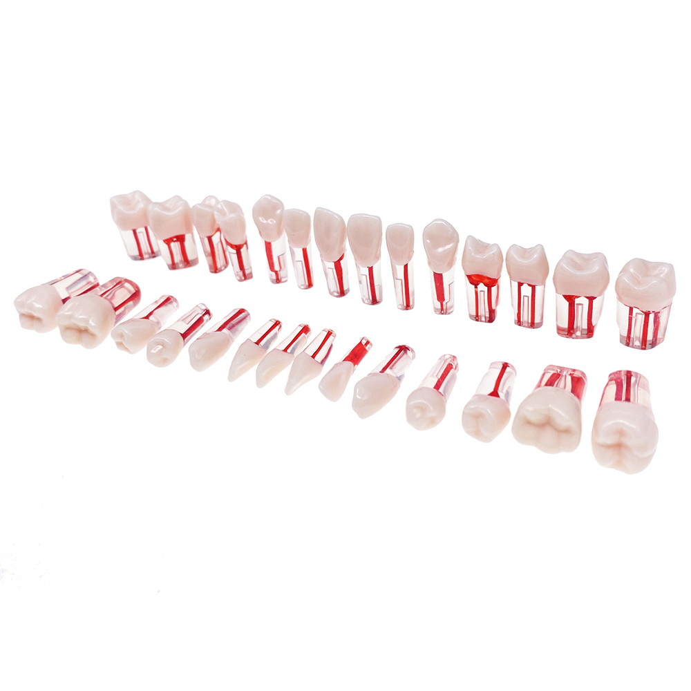28Pcs/Set Dental Endo Root Canal Endodontic Teeth Teach Model Resin Study Tooth