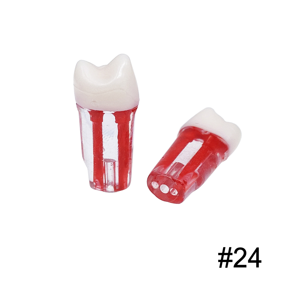 10Pcs Dental Endo Root Canal Teeth Model Study RCT Practice Typodont Model