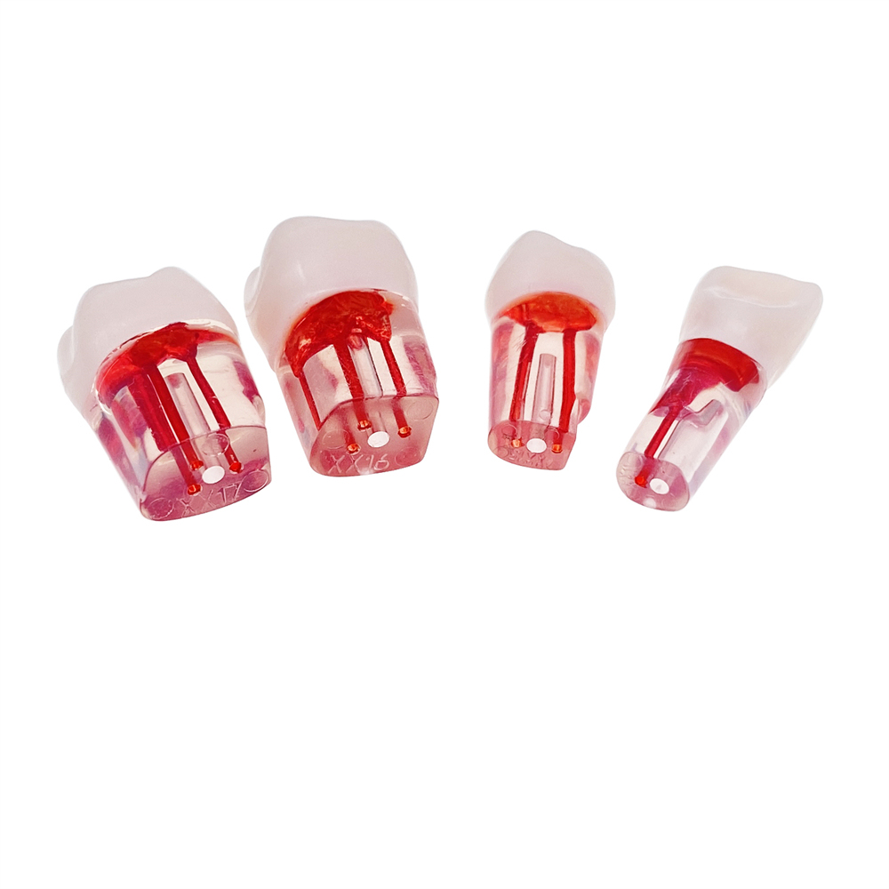 28Pcs/Set Dental Endo Root Canal Endodontic Teeth Teach Model Resin Study Tooth