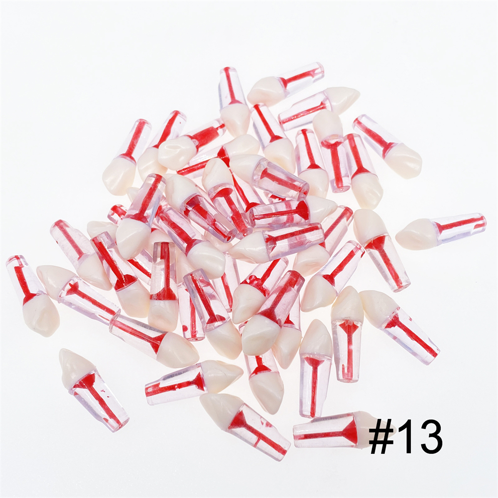 10Pcs Dental Endo Root Canal Teeth Model Study RCT Practice Typodont Model