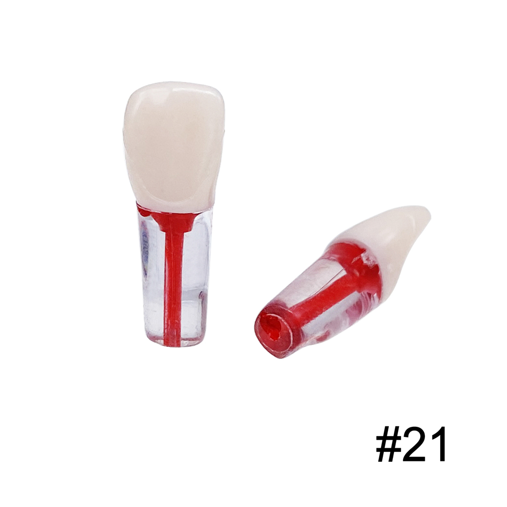 10Pcs Dental Endo Root Canal Teeth Model Study RCT Practice Typodont Model