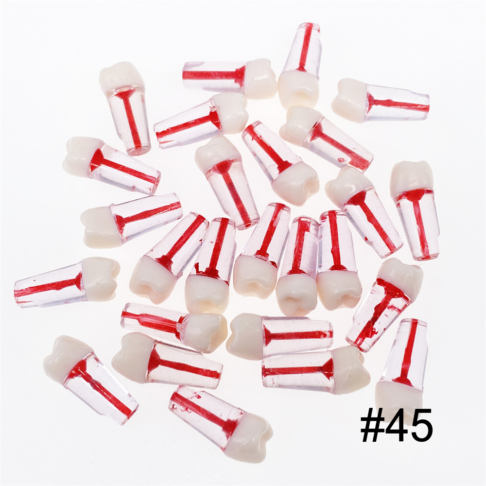 10Pcs Dental Endo Root Canal Teeth Model Study RCT Practice Typodont Model