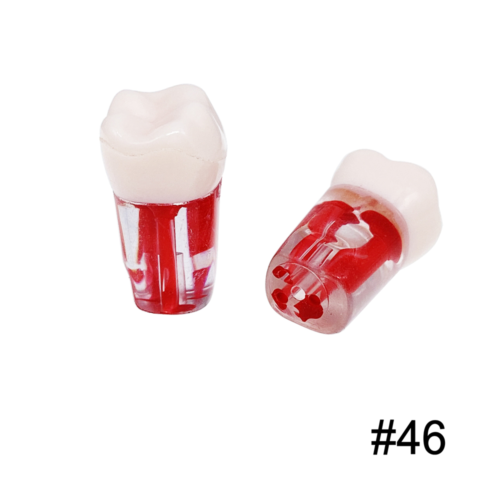 10Pcs Dental Endo Root Canal Teeth Model Study RCT Practice Typodont Model