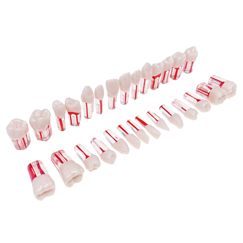 28Pcs/Set Dental Endo Root Canal Endodontic Teeth Teach Model Resin Study Tooth