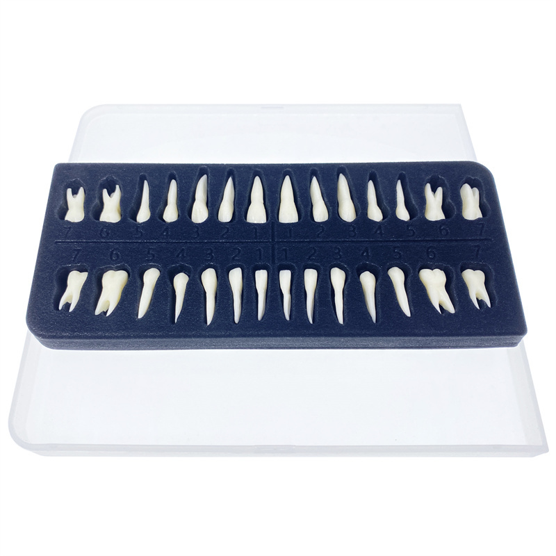 Dental Permanent Resin Teeth Model Discrete Tooth Model with Root Simulation