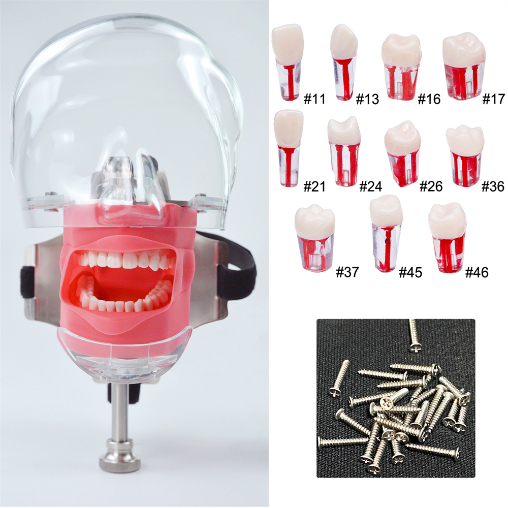 10Pcs Dental Endo Root Canal Teeth Model Study RCT Practice Typodont Model
