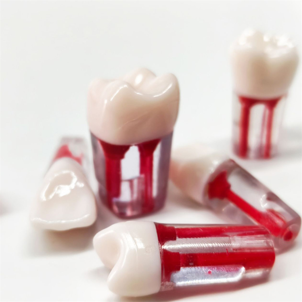 10Pcs Dental Endo Root Canal Teeth Model Study RCT Practice Typodont Model