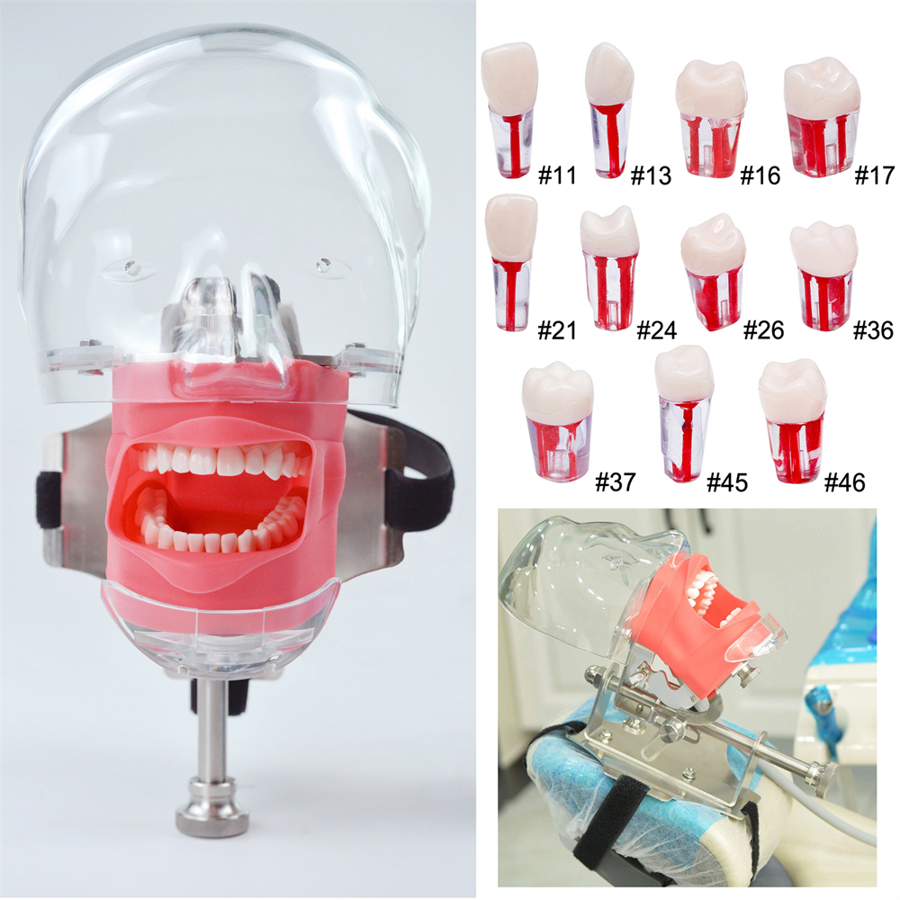 10Pcs Dental Endo Root Canal Teeth Model Study RCT Practice Typodont Model