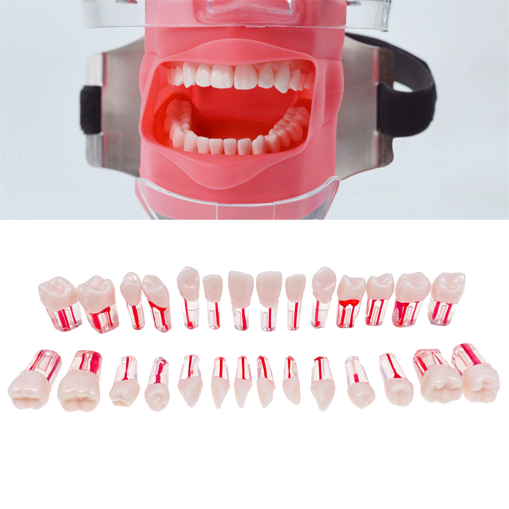 28Pcs/Set Dental Endo Root Canal Endodontic Teeth Teach Model Resin Study Tooth