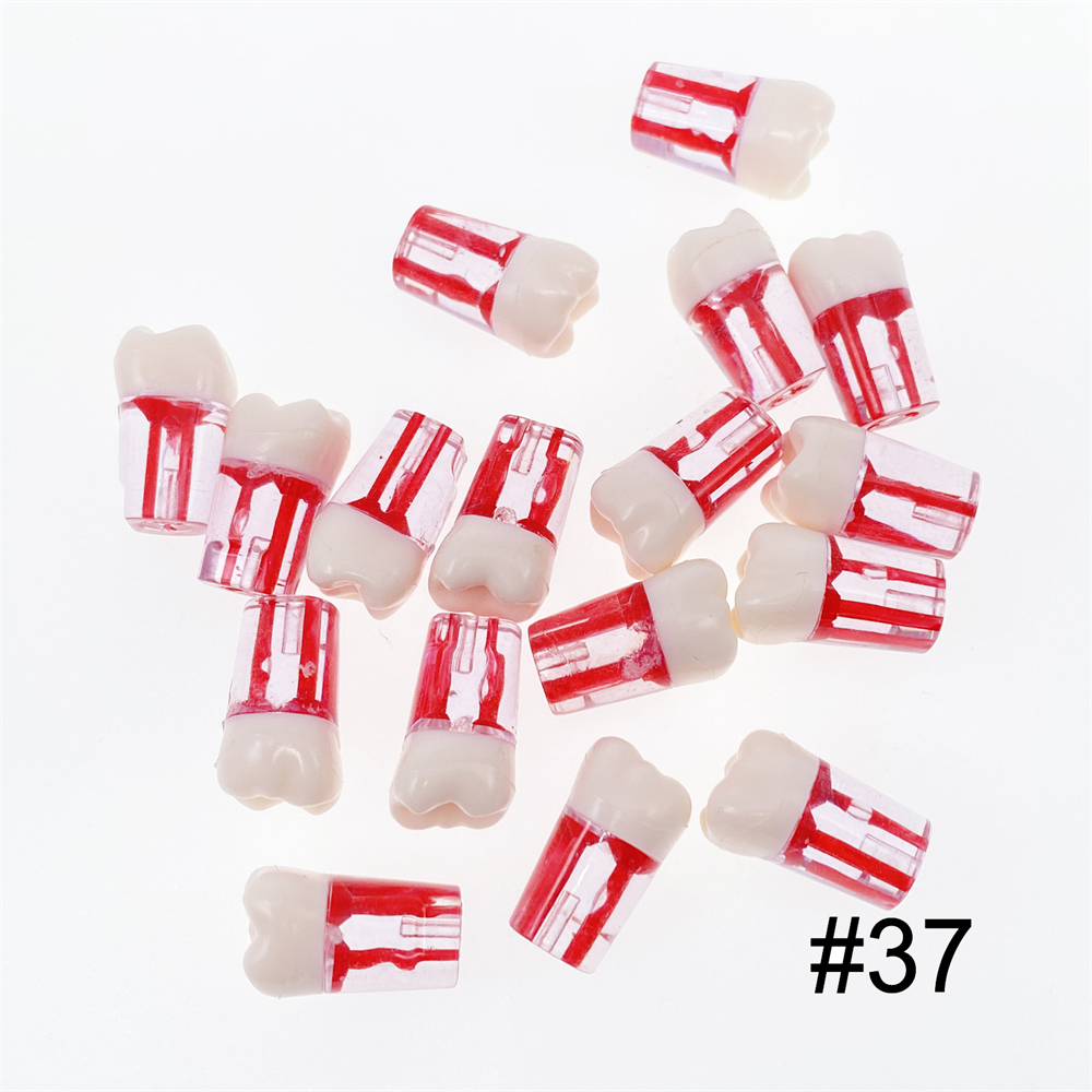 10Pcs Dental Endo Root Canal Teeth Model Study RCT Practice Typodont Model