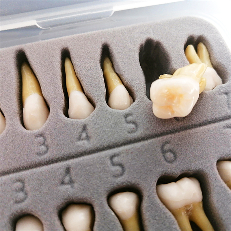 Dental Typodont Standard Model 28Pcs Removable Teeth Soft Simulation Cheek