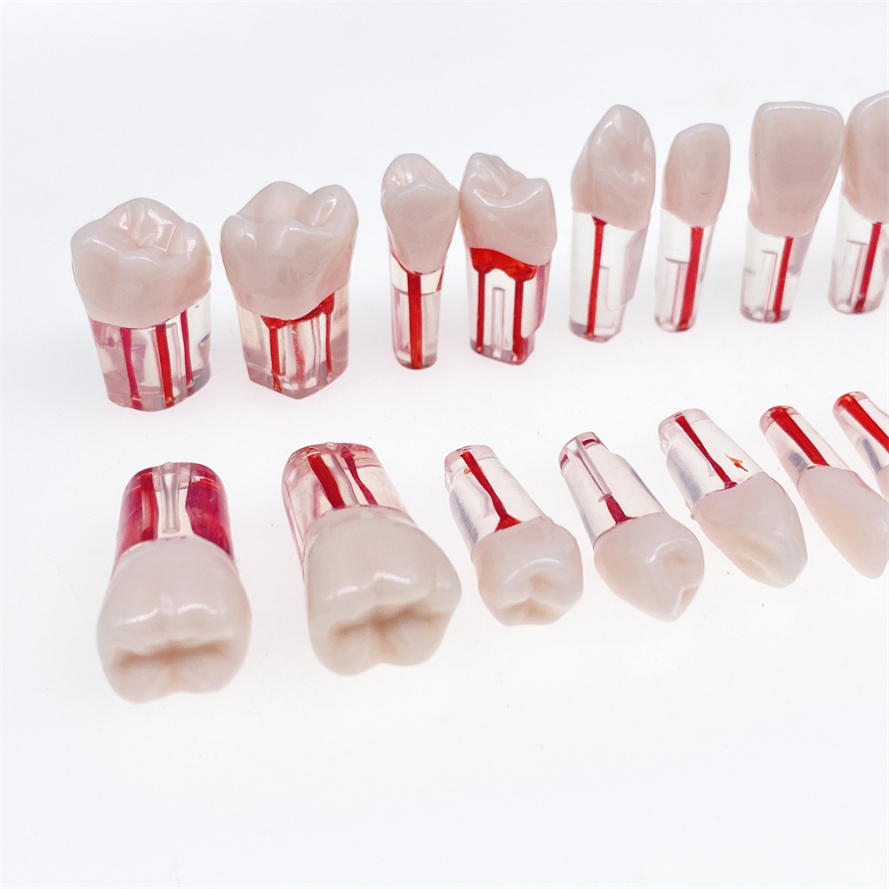 28Pcs/Set Dental Endo Root Canal Endodontic Teeth Teach Model Resin Study Tooth