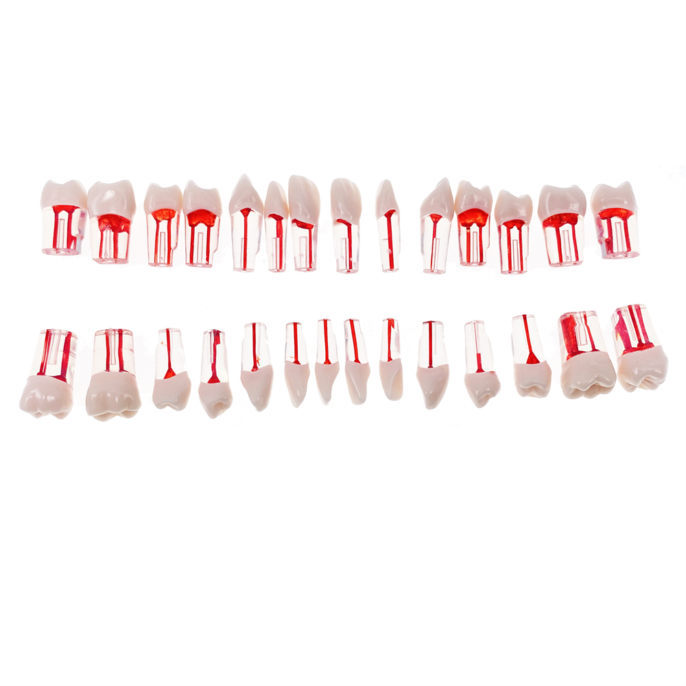 28Pcs/Set Dental Endo Root Canal Endodontic Teeth Teach Model Resin Study Tooth
