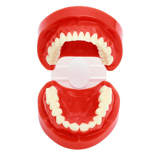 ****Dental Standard Teeth Tooth Model Anatomy Anatomical Denture #1
