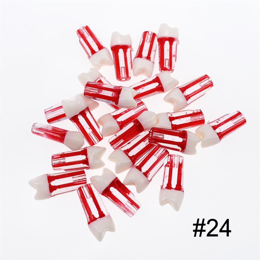 10Pcs Dental Endo Root Canal Teeth Model Study RCT Practice Typodont Model