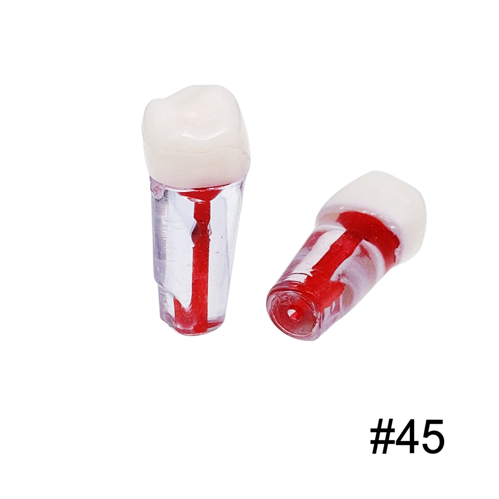 10Pcs Dental Endo Root Canal Teeth Model Study RCT Practice Typodont Model