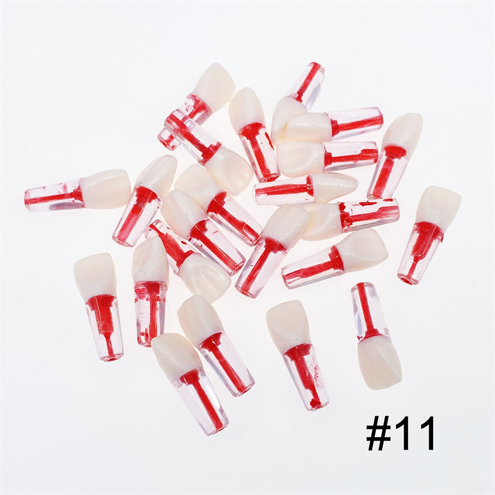 10Pcs Dental Endo Root Canal Teeth Model Study RCT Practice Typodont Model