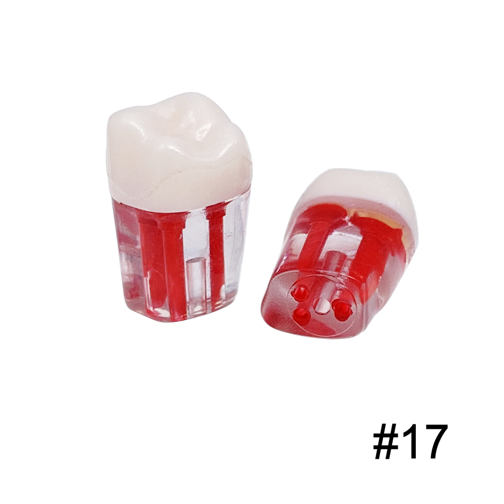 10Pcs Dental Endo Root Canal Teeth Model Study RCT Practice Typodont Model