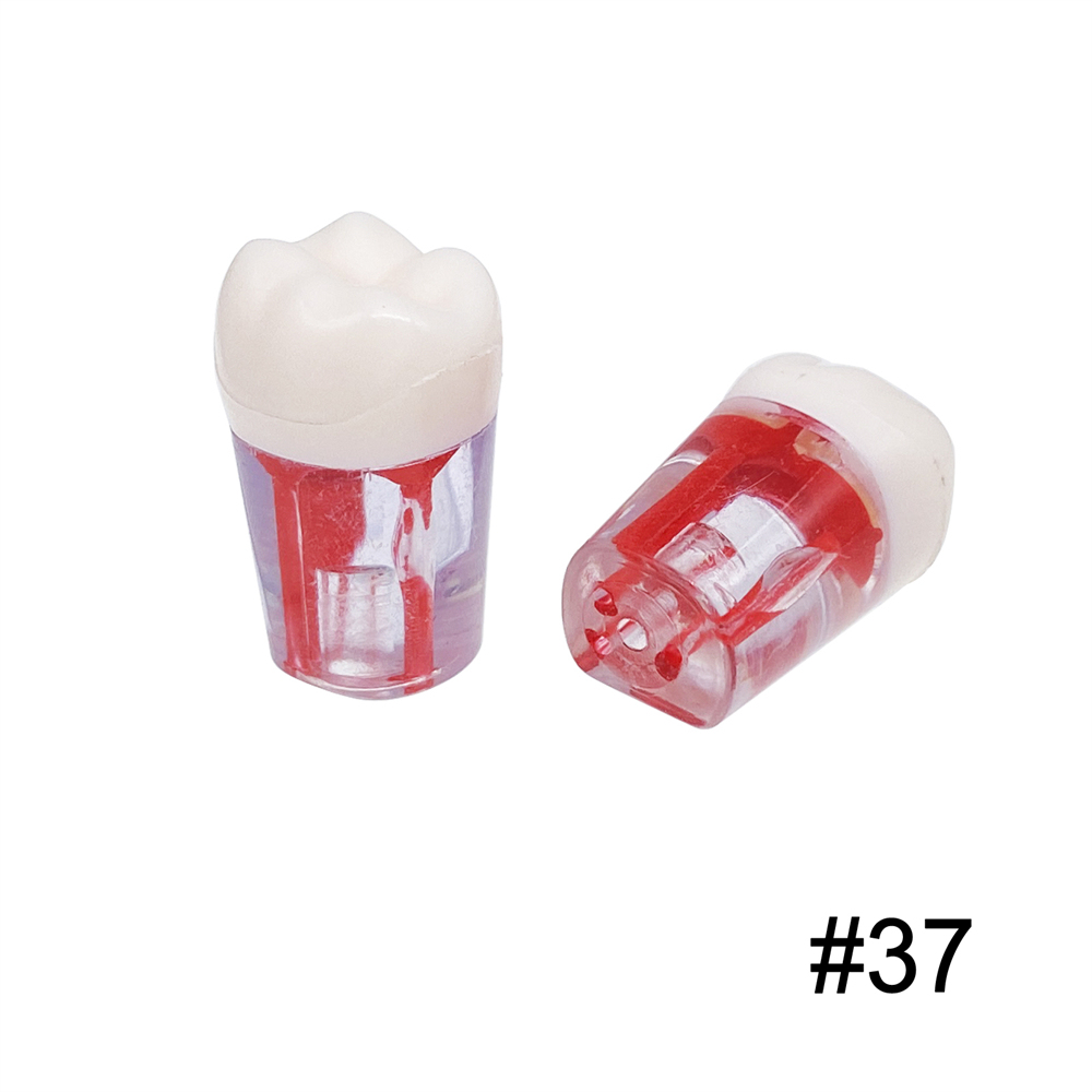 10Pcs Dental Endo Root Canal Teeth Model Study RCT Practice Typodont Model